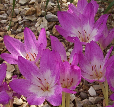 Colchicum bivonae 'Disraeli'